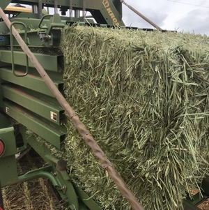 Wheaten & Barley hay