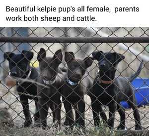 5 Female Kelpie Working Dog Pups