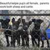 5 Female Kelpie Working Dog Pups