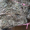 New Season Oaten Hay 8x4x3 Bales