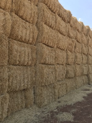 Barley Straw