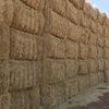 Barley Straw