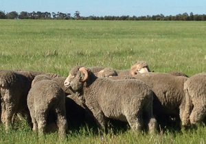 317 acres for sale in the renowned Marnoo district - Ideal for Feedlot