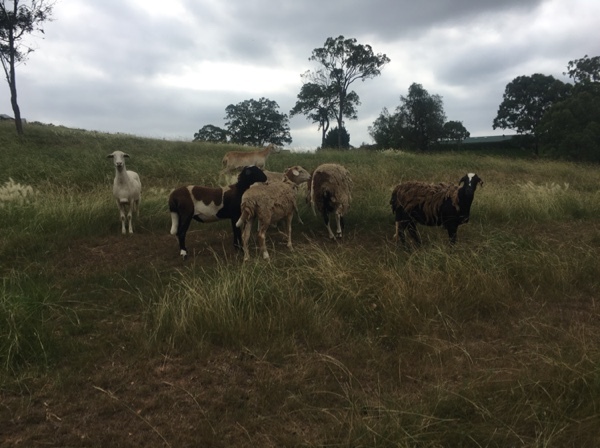Damara/Damara cross flock 