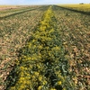 Canola Hay with feed test