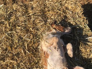 Sunlamb beardless wheaten hay 8x4x3 bales