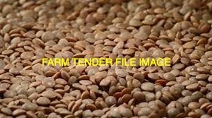 Lentil Screenings or Feed Grade Legume's Wanted $350 -$400/MT Ex