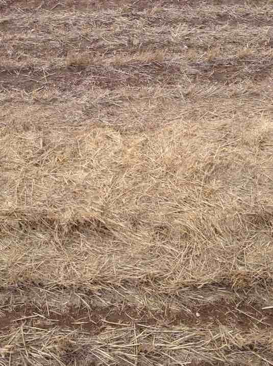 Wheaten Straw Header Tailings in the Windrow