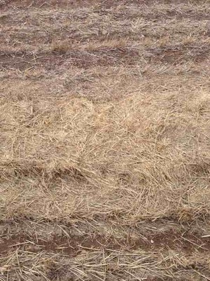 Wheaten Straw Header Tailings in the Windrow