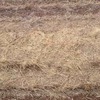 Wheaten Straw Header Tailings in the Windrow