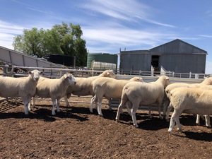 Poll Dorset X White Suffolk Rams