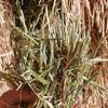 110mt Wheaten Hay 550-600kg 8x4x3 