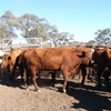 Shorthorn cows PTIC