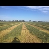 New Season Wheaten Hay 550-600kg 8x4x3 Bales
