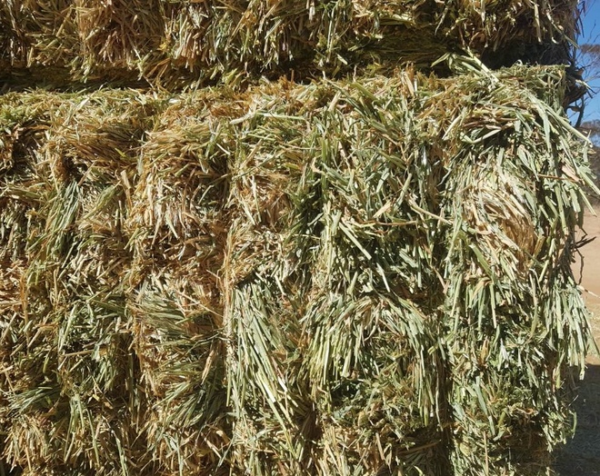 Barley Hay 700kg 8x4x3 Bales 