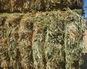 Barley Hay 700kg 8x4x3 Bales 