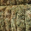 Barley Hay 700kg 8x4x3 Bales 