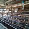 Dairy Complete 