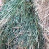 45 x 5x4 Rolls of Third Cut Lucerne Hay