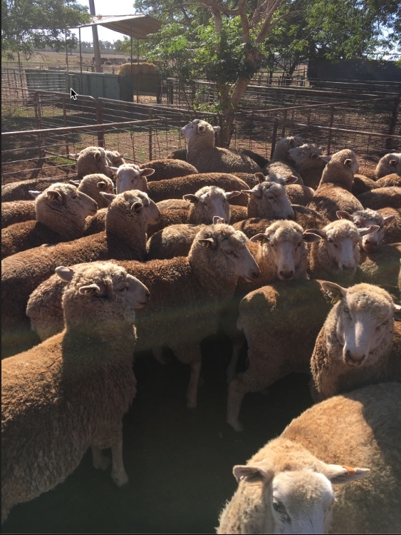 270 1st Cross Border Ewes (Jan18 drop)