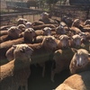 270 1st Cross Border Ewes (Jan18 drop)