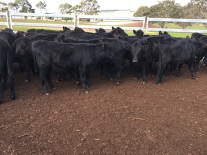 64 EU accredited Angus heifers