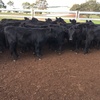 64 EU accredited Angus heifers