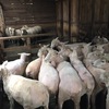 154 composite ewe lambs 12 months old