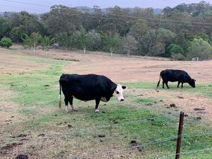 REDUCED Price -Cows Cattle x2 Dexter Excellent Condition