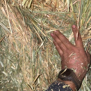Oaten Hay for Sale in 8x4x3’s