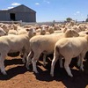130 Crossbred Ewes For Sale