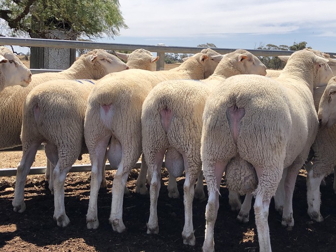 Poll Dorset X White Suffolk Rams