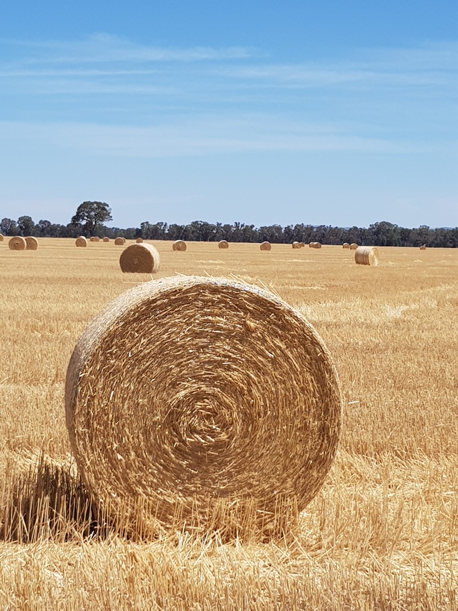 Wheaten Straw Rolls 2020 and 2021 Season No Rain Damage