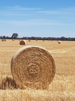 Wheaten Straw Rolls 2020 and 2021 Season No Rain Damage