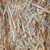 Barley Straw 8x4x3 Bales