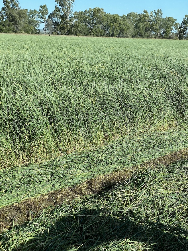 Petrel Wheat Hay