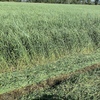 Petrel Wheat Hay