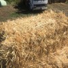 20 Bales Barley Straw/Lucerne Sold Per Bale