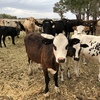 Assorted cattle,longhorn bull,cross bred calves,charolais cow,cross bred heifers,calves from $200