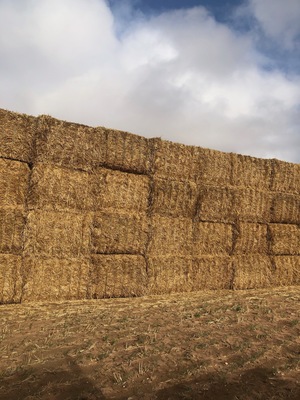 350mt Wheaten Straw 500kg 8x4x3 Bales