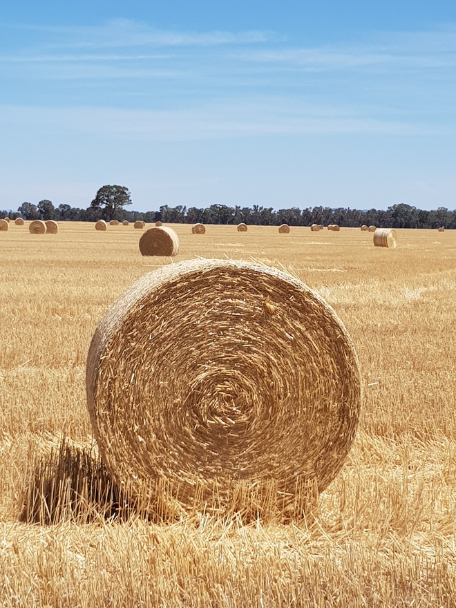 Oaten straw bales 5×4 rolls