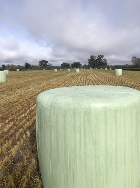Oaten & Rye Silage 650-700kg Round Bales