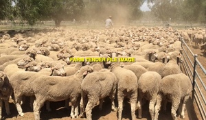 WANTED Wethers