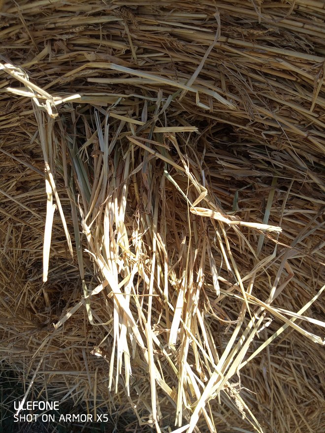 64 x Barley Hay 5x4 Round Bales