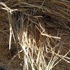 64 x Barley Hay 5x4 Round Bales