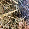 Vetch  Hay