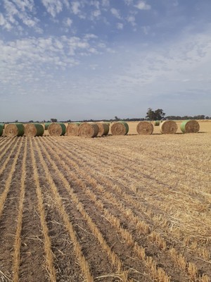 Wheaten Hay 1200  4x4 1/2 ft  Rolls