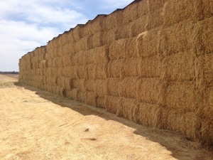 Barley Straw