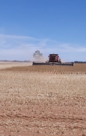 URGENT WANTED - 25 Tonnes Mandelup Lupins for seed