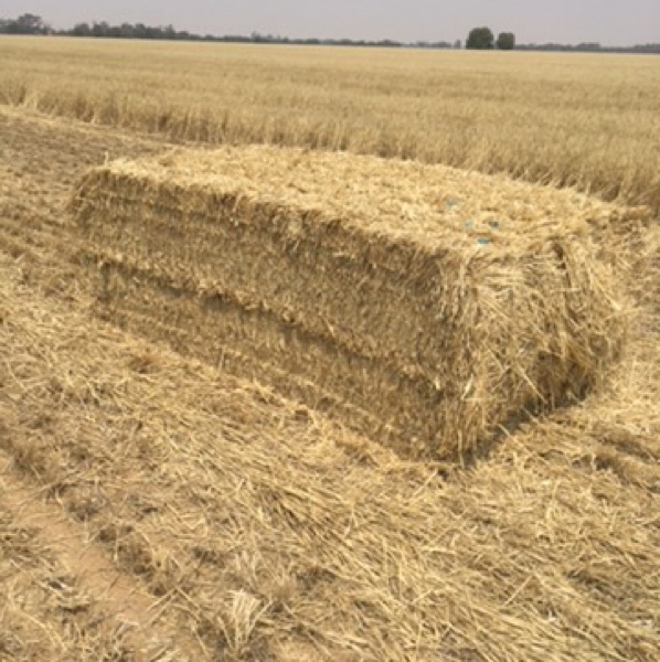 Windrowed Stripper Straw For Sale in 8x4x3's 150/mt Wheaten Approx and barley to come!!